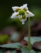 Wood Nymph, Moneses uniflora